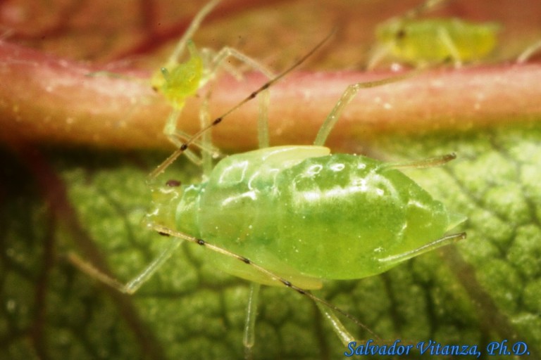 Hemiptera Sternorrhyncha Aphididae Wahlgreniella Aphids D Urban