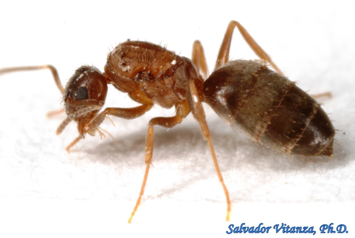 Hymenoptera-Formicidae-Nylanderia-terric
