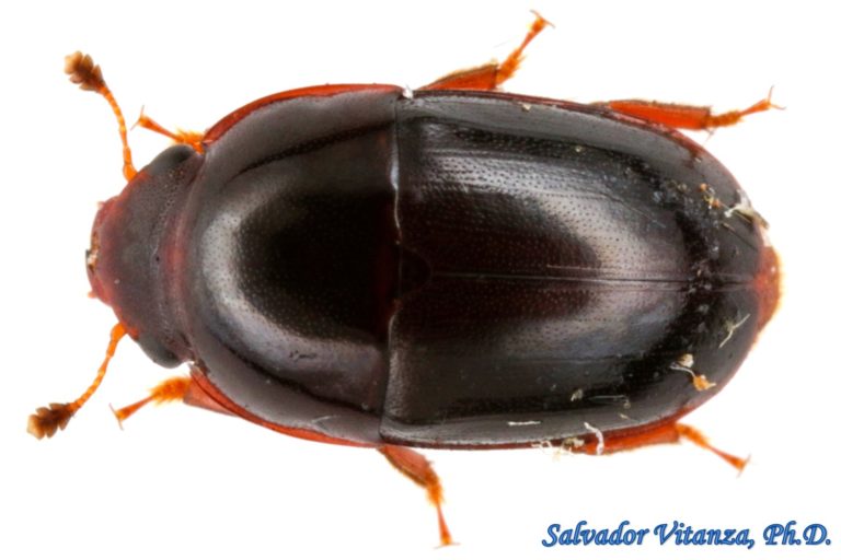 Coleoptera Nitidulidae Cryptarcha Ampla Sap Feeding Beetles A Urban