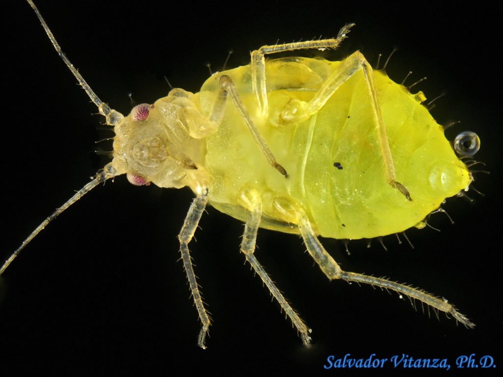 Hemiptera Sternorrhyncha Aphididae Myzocallis Aphids I Urban