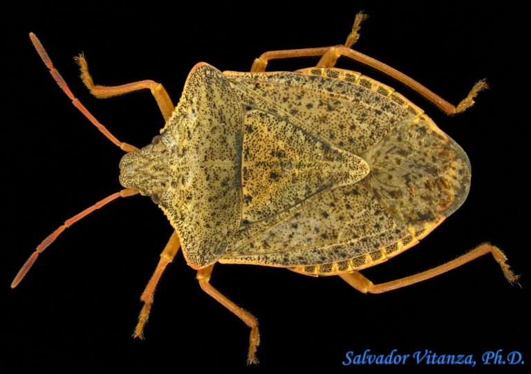 Hemiptera Heteroptera Pentatomidae Euschistus Servus Brown Stink Bug