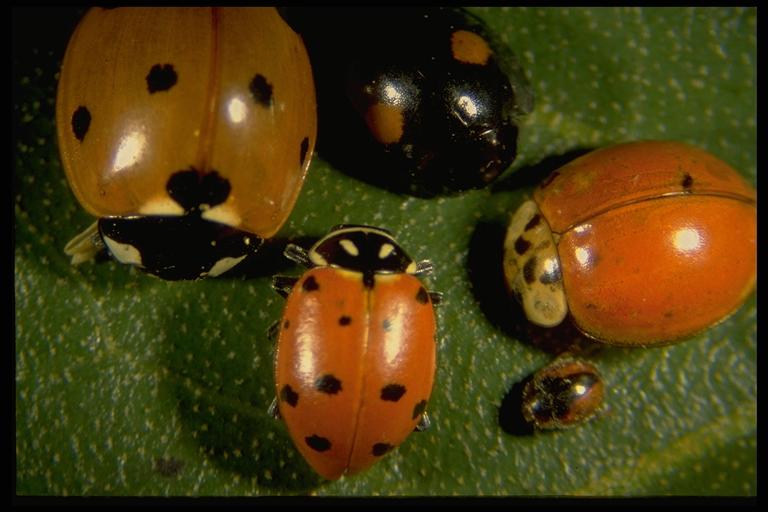 lady-beetles