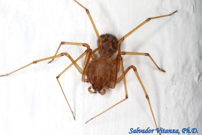 Class Arachnida-Araneae-Scytodidae-Scytodes-Spitting Spiders (B ...