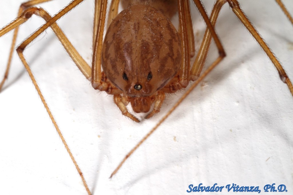 Class Arachnida-Araneae-Scytodidae-Scytodes-Spitting Spiders (C ...