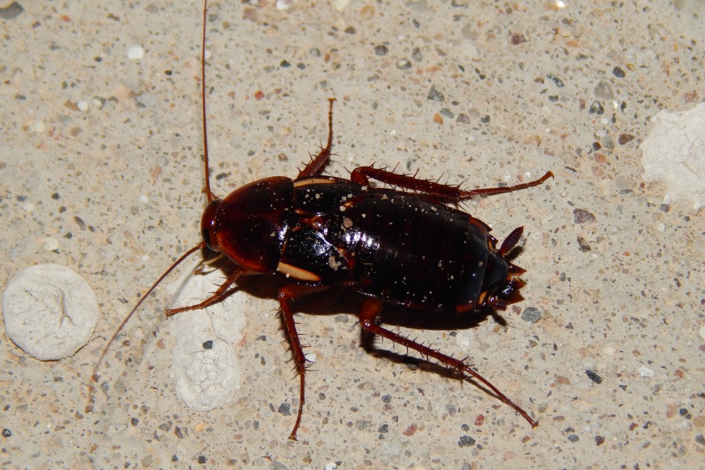 Blattodea-blattidae-shelfordella Lateralis-turkestan Cockroach (26 