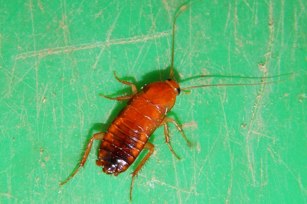 Blattodea Blattidae Shelfordella Lateralis Turkestan Cockroach 5 Urban Programs El Paso County