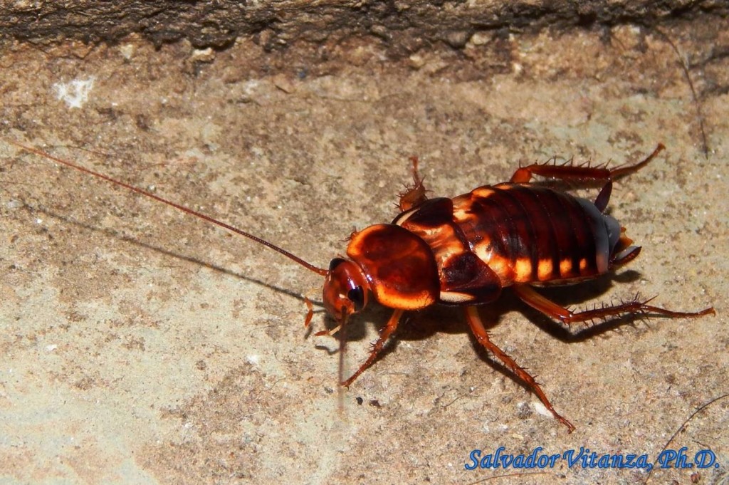 Blattodea Blattidae Shelfordella Lateralis Turkestan Cockroach Female A Urban Programs El