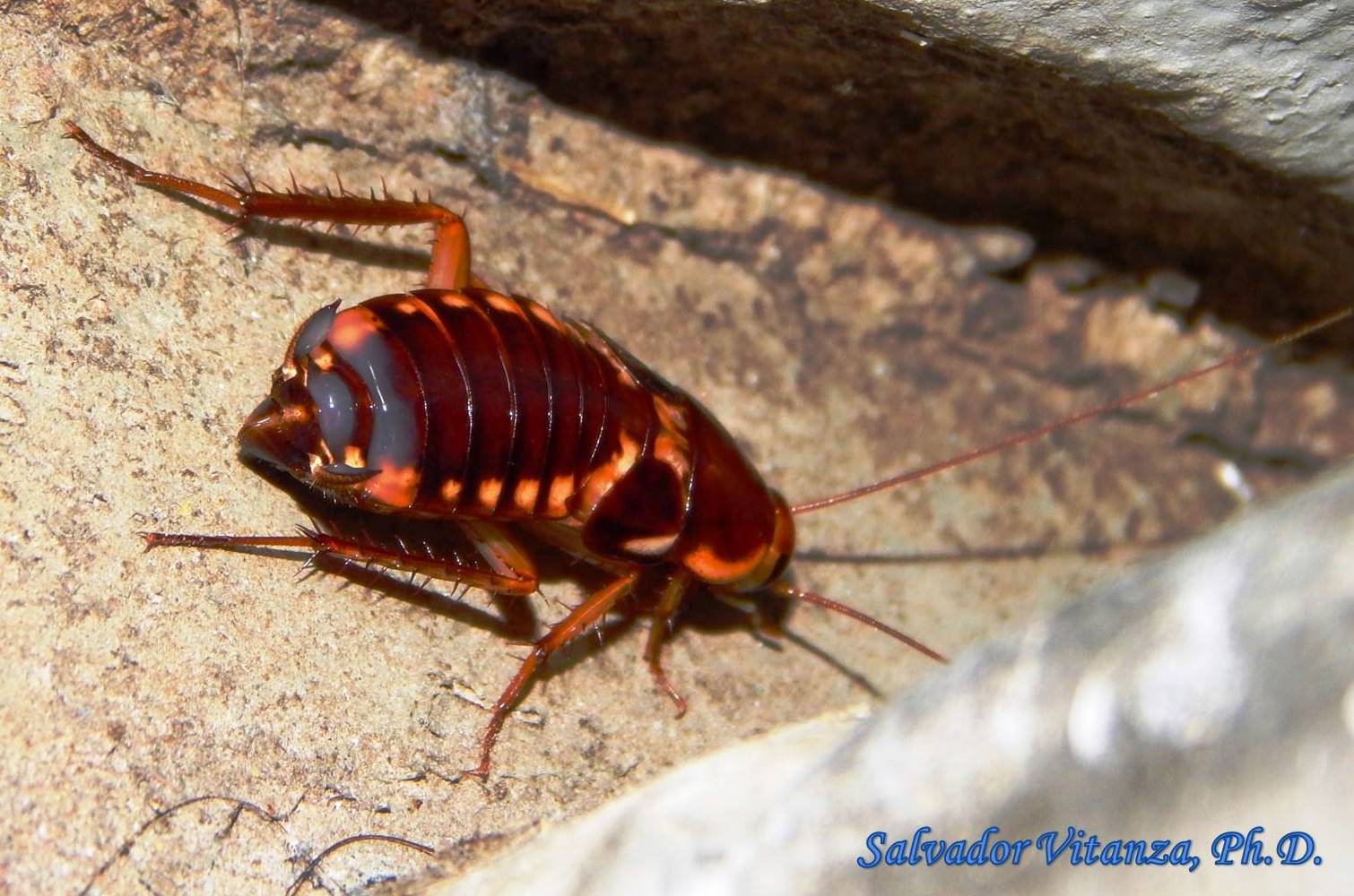 Blattodea Blattidae Shelfordella Lateralis Turkestan Cockroach Female B Urban Programs El