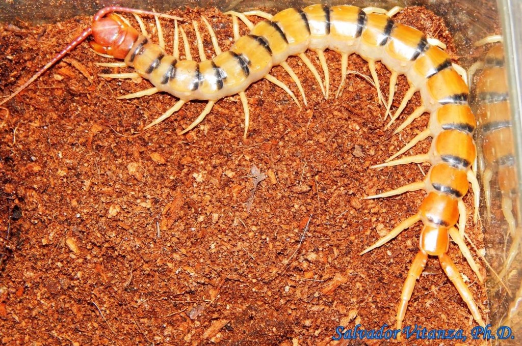 Class Chilopoda-Scolopendridae-Scolopendra polymorpha-Common desert ...