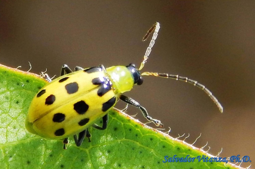 Coleoptera-Chrysomelidae-Diabrotica undecimpunctata-Spotted Cucumber ...