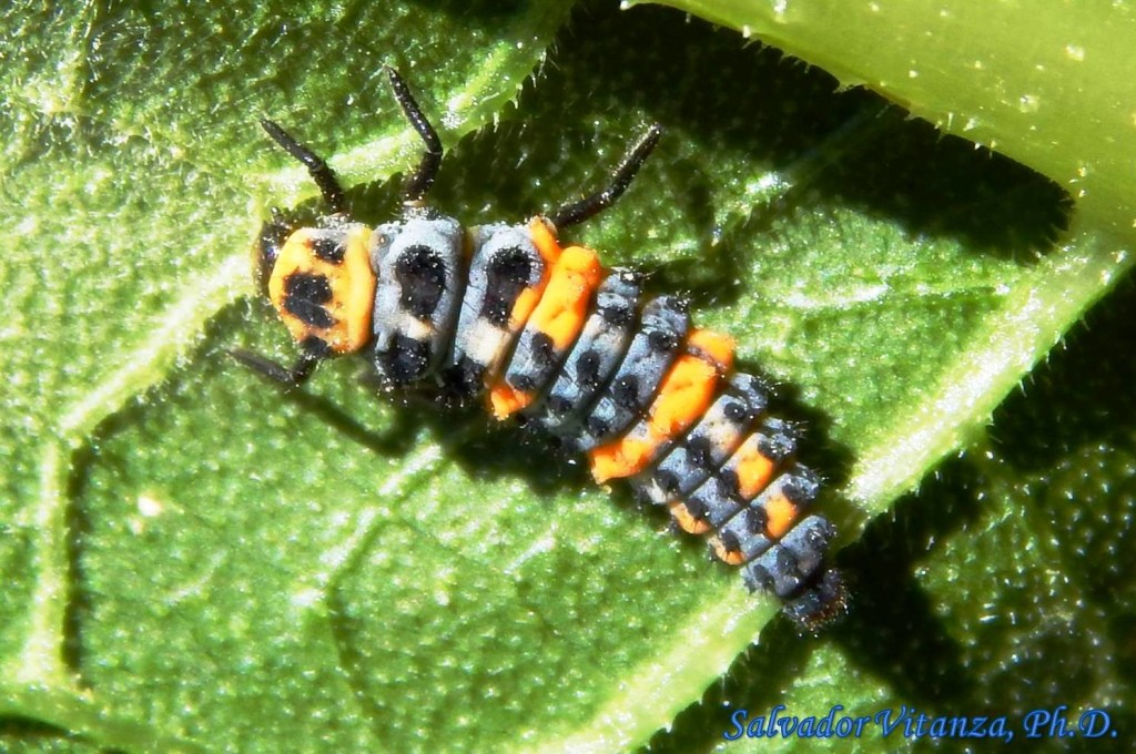 Coleoptera-Coccinellidae-Hippodamia convergens-Convergent Lady Beetle ...