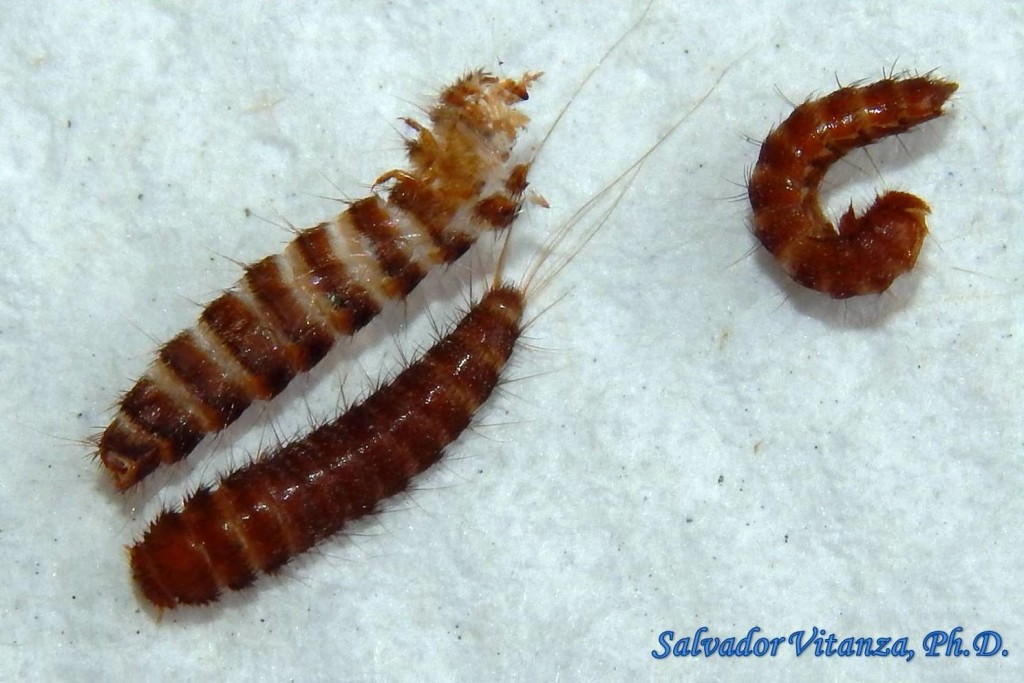 Coleoptera-Dermestidae-Carpet Beetle LARVA (C) - Urban Programs - El ...