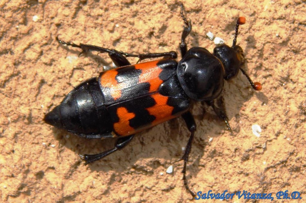 Coleoptera-Silphidae-Nicrophorus Marginatus-Margined Burying Beetle (B ...