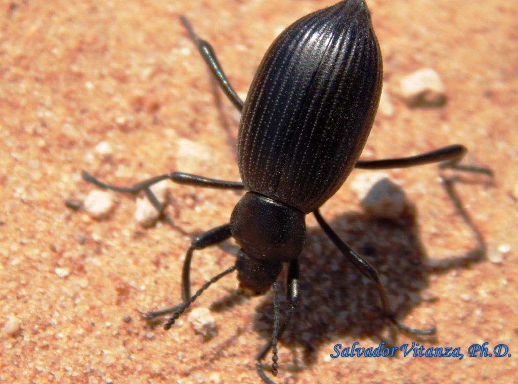 coleoptera-tenebrionidae-eleodes-desert-stink-beetles-a-urban