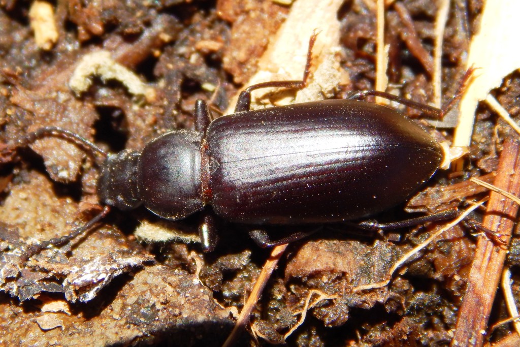 Coleoptera-Tenebrionidae-Zophobas-Darkling beetles (2) - Urban Programs ...