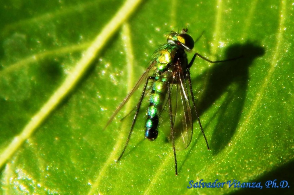 Diptera-Dolichopodidae-Condylostylus Longicornis-Long Legged Fly (D ...