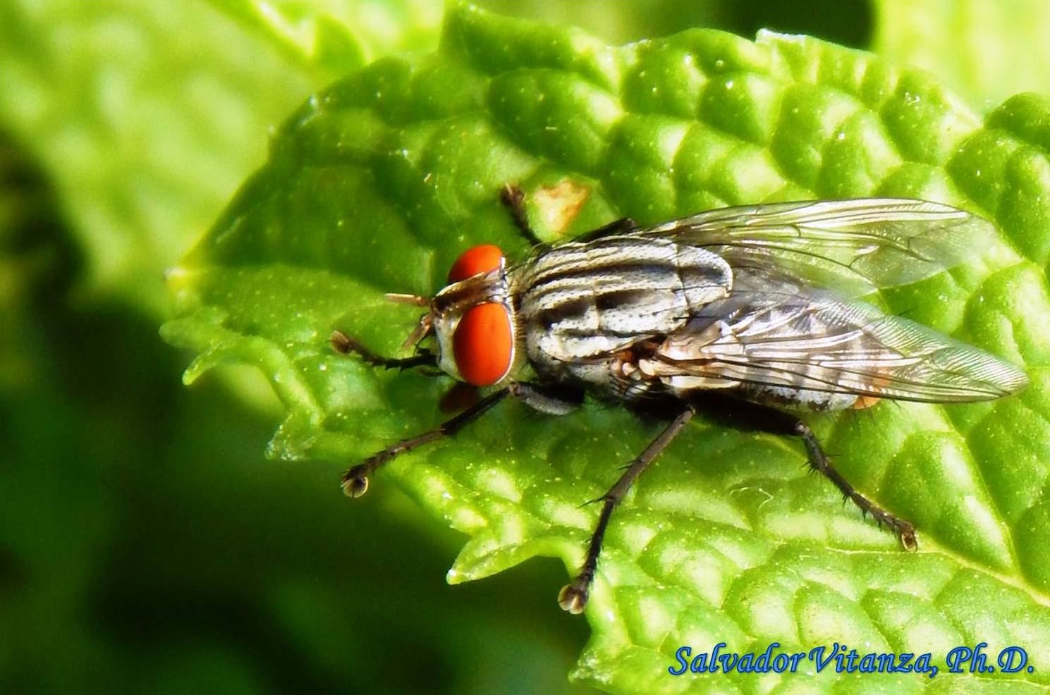 Diptera-Sarcophagidae-Flesh Flies (B) - Urban Programs - El Paso County