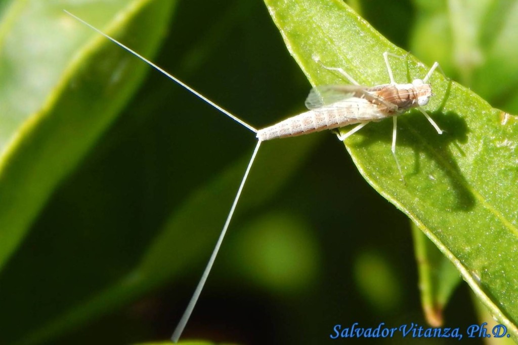 Ephemeroptera-Baetidae-Callibaetis-Mayflies (B) - Urban Programs - El ...