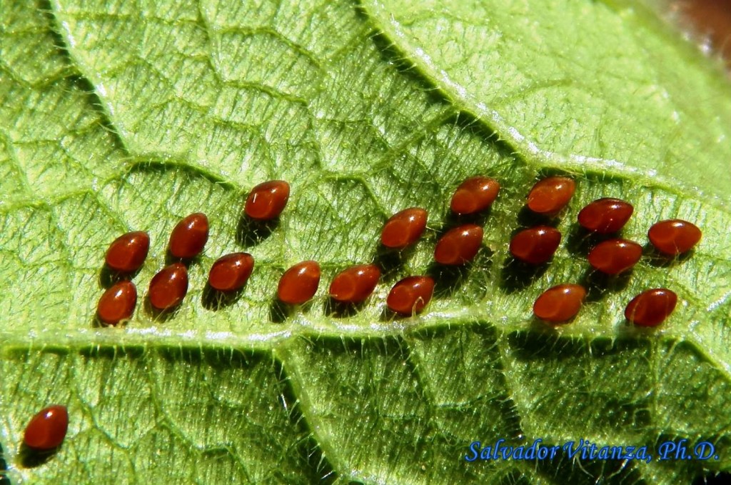 HemipteraHeteropteraCoreidaeAnasa tristisSquash Bug EGGS (3