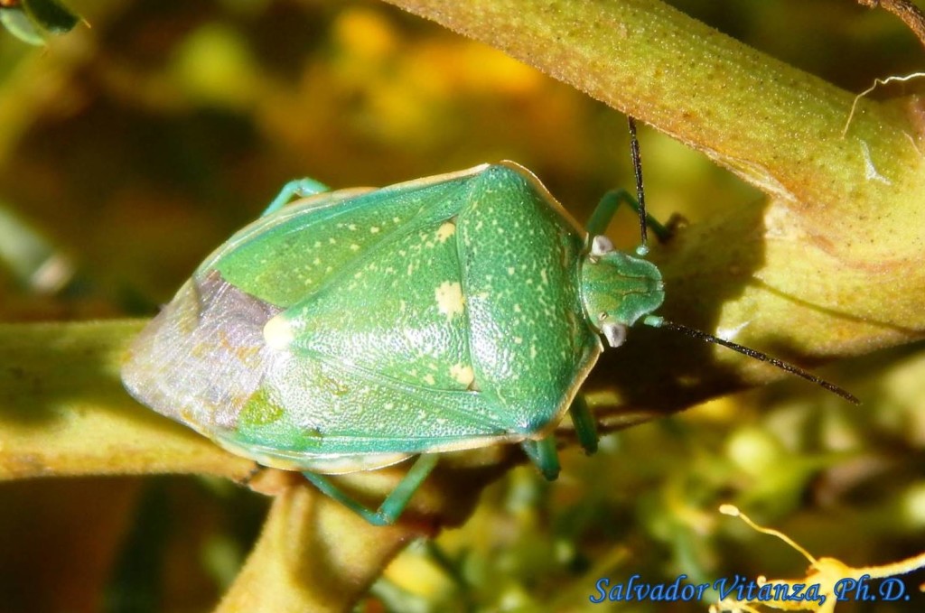 Hemiptera-Heteroptera-Pentatomidae-Chlorochroa sayi-Say's Stink Bug (A ...