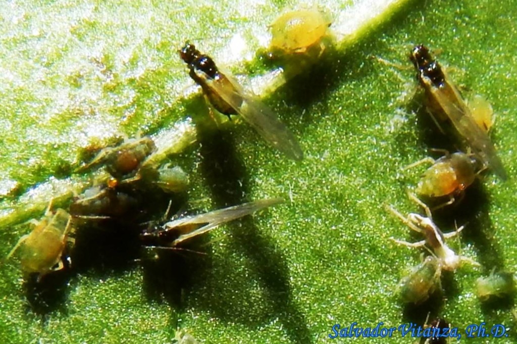 Hemiptera-Sternorrhyncha-Aphididae-Aphis gossypii-Cotton aphid (D ...