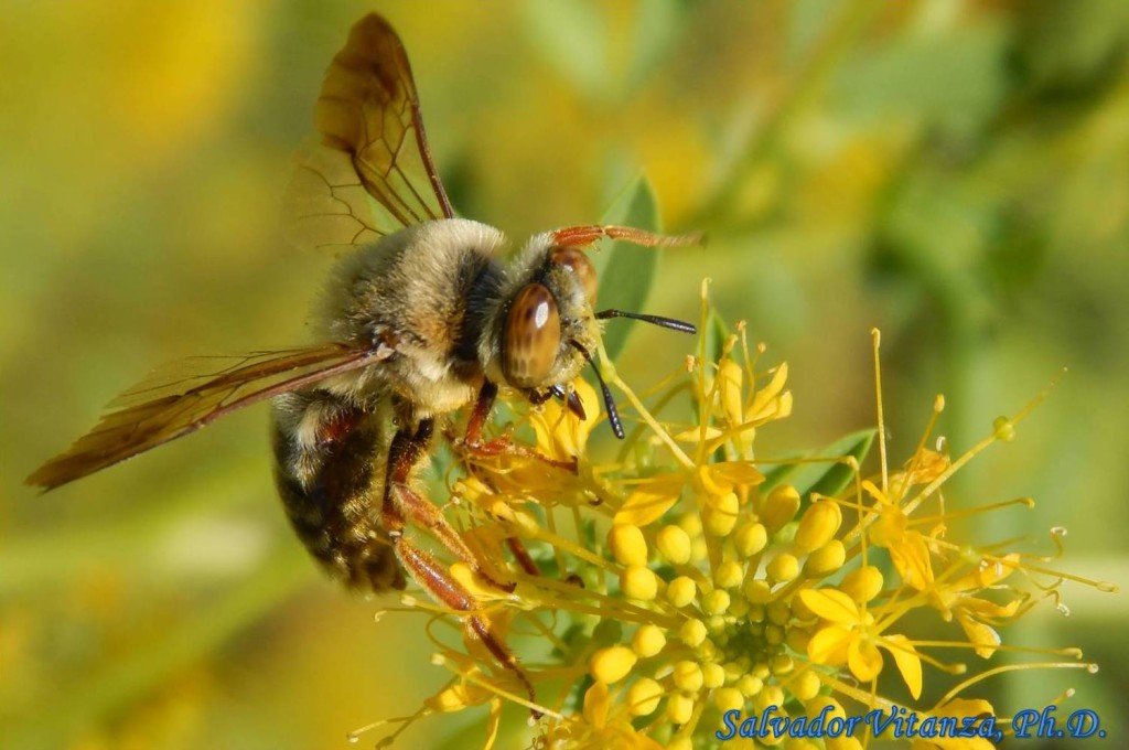 Hymenoptera-Andrenidae-Protoxaea gloriosa-Glorious Protoxaea MALE (B ...