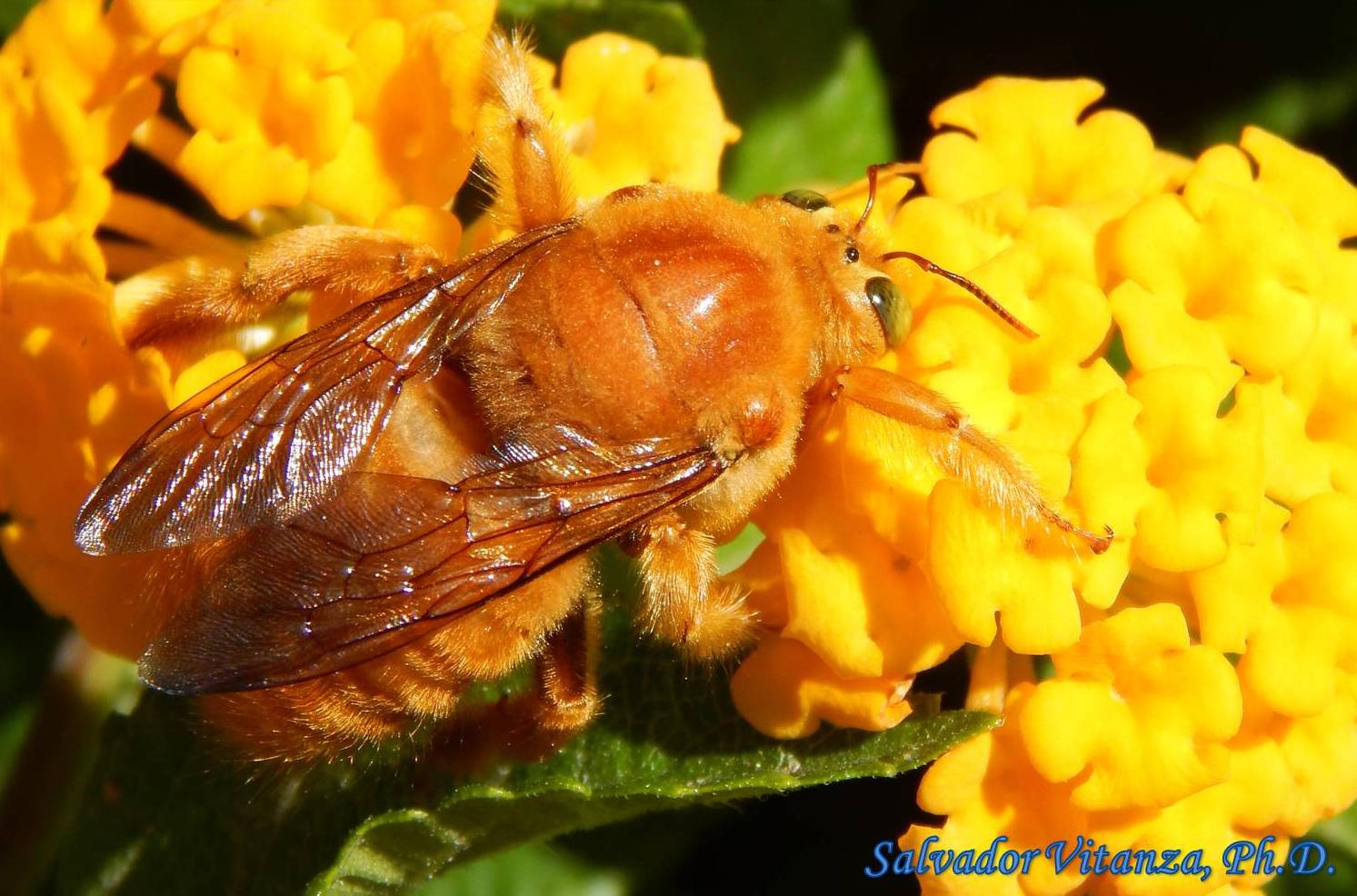 Hymenoptera-Apidae-Xylocopa sonorina-Valley Carpenter Bee MALE (C ...