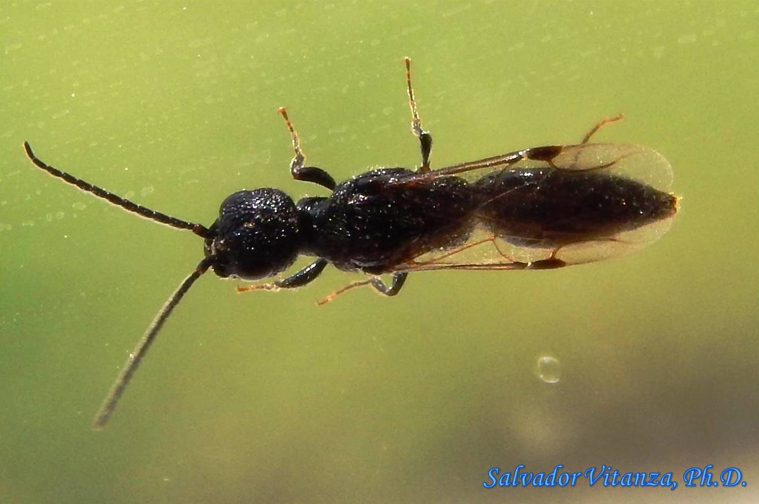 Hymenoptera-Bethylidae-Cuckoo Wasps and allies (A) - Urban Programs ...