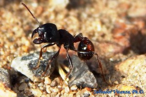 rugosus formicidae pogonomyrmex ant