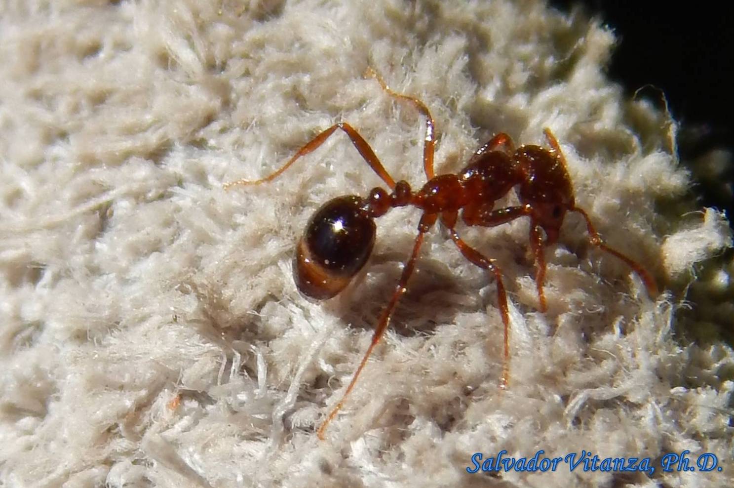 Hymenoptera Formicidae Solenopsis Fire Ants B Urban Programs El Paso County 4429