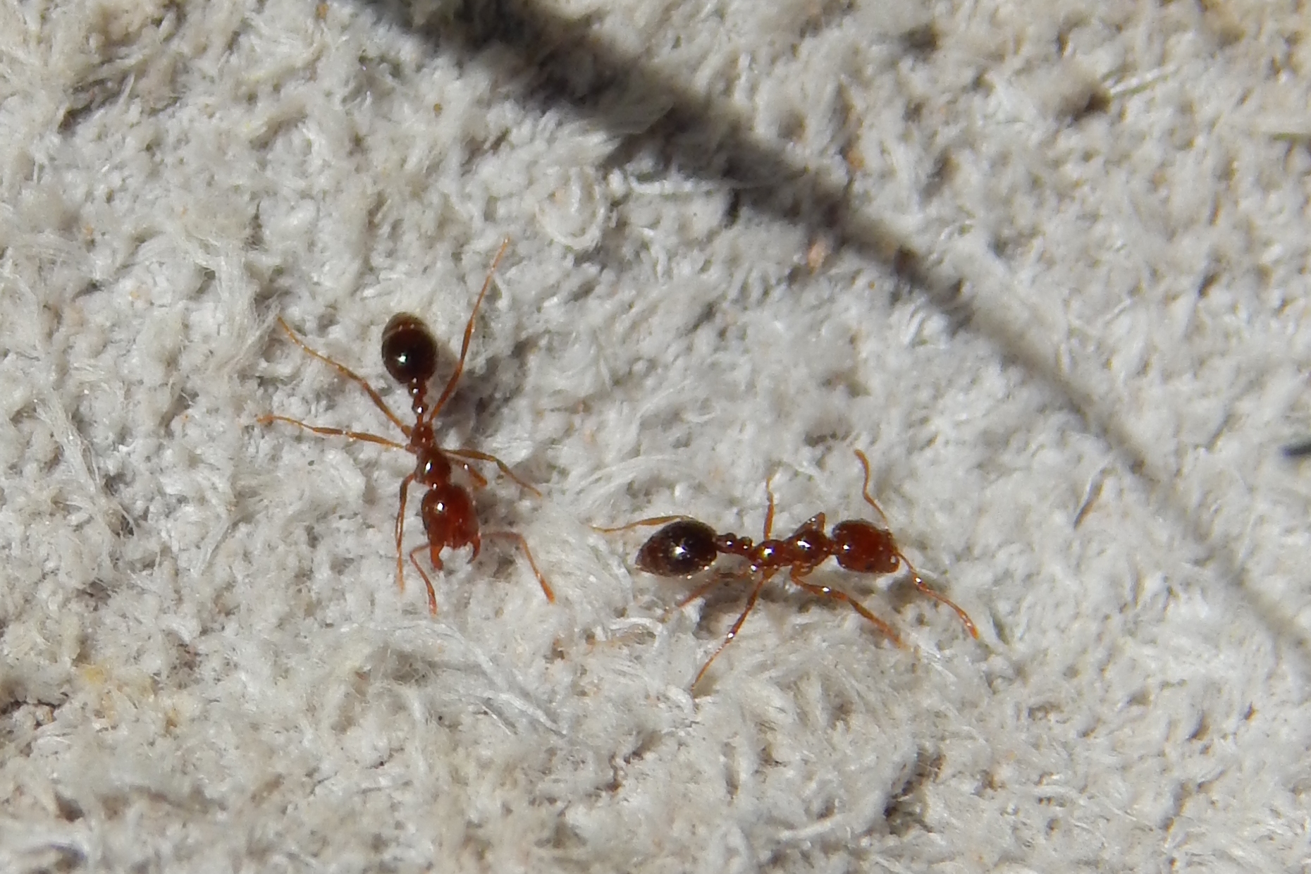 Hymenoptera Formicidae Solenopsis Invicta Red Imported Fire Ant 4