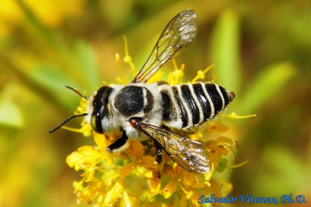 Hymenoptera-Megachilidae-Megachile-Leaf-cutter bees FEMALE (A) - Urban ...