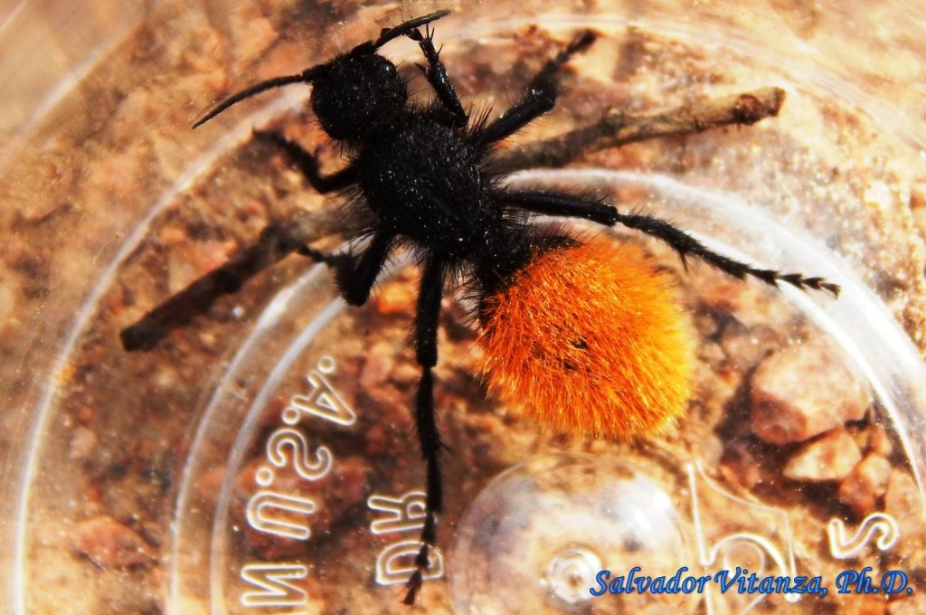 Hymenoptera-Mutillidae-Dasymutilla-Velvet Ants (B) - Urban Programs ...