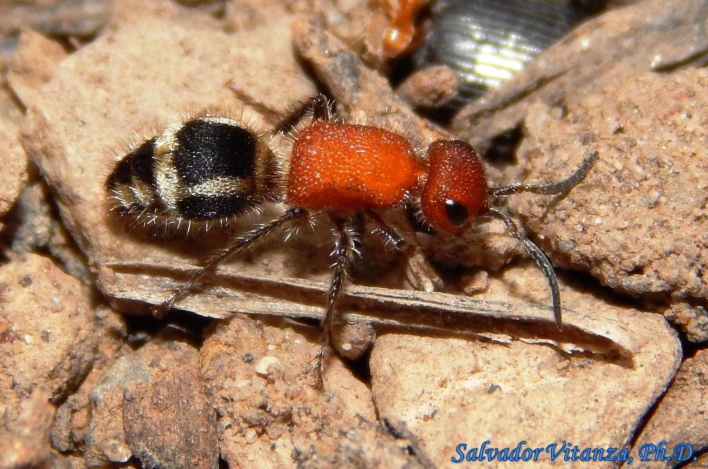 Hymenoptera-Mutillidae-Timulla Suspensa-Velvet Ants (B) - Urban ...