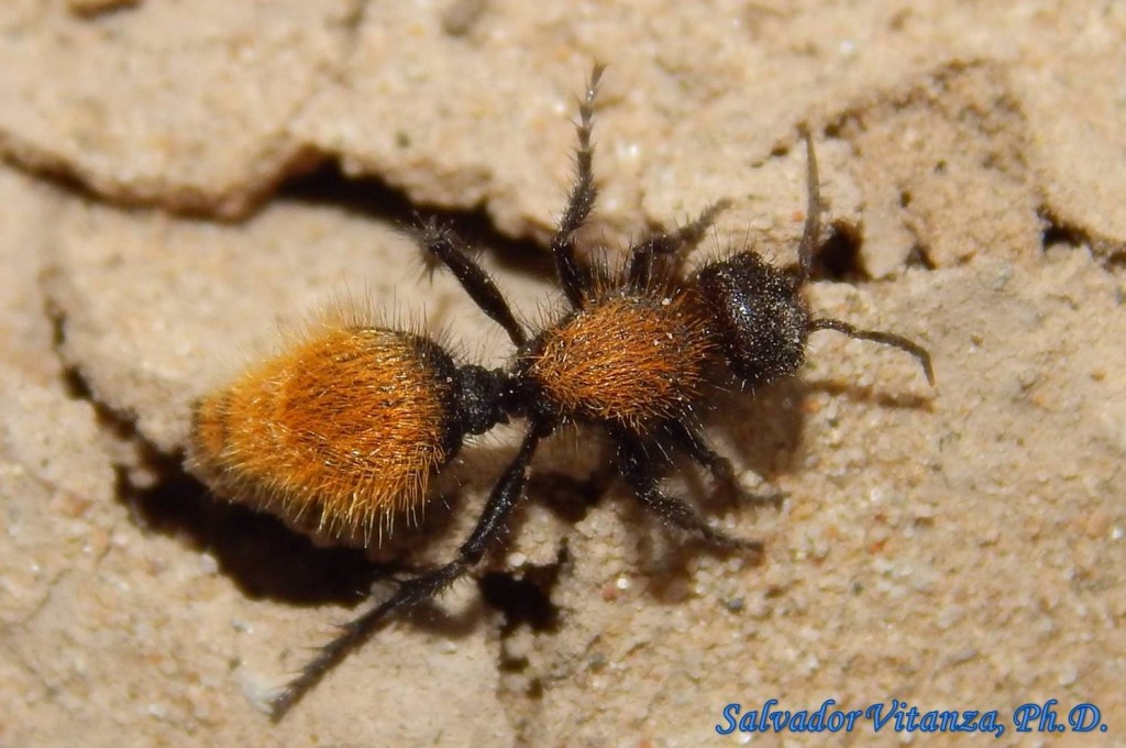 Hymenoptera-mutillidae-dasymutilla-velvet Ants Female (f) - Urban 