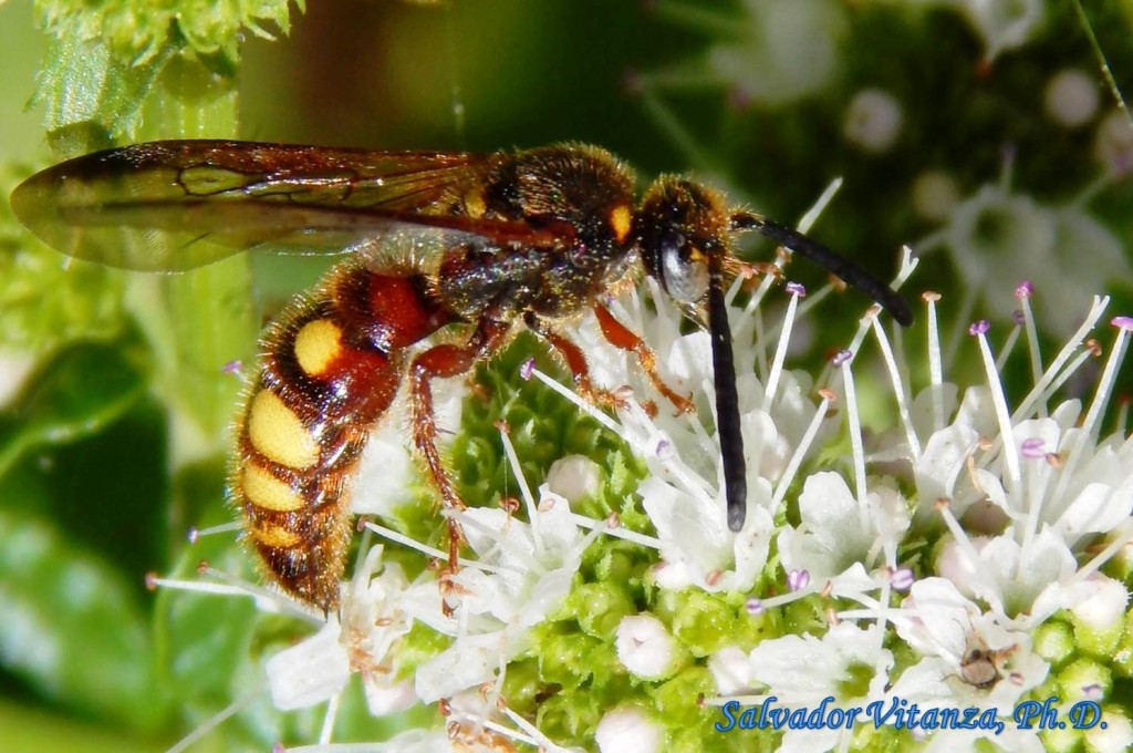 Hymenoptera-Scoliidae-Scolia Nobilitata Tricincta-Noble Scoliid Wasp ...