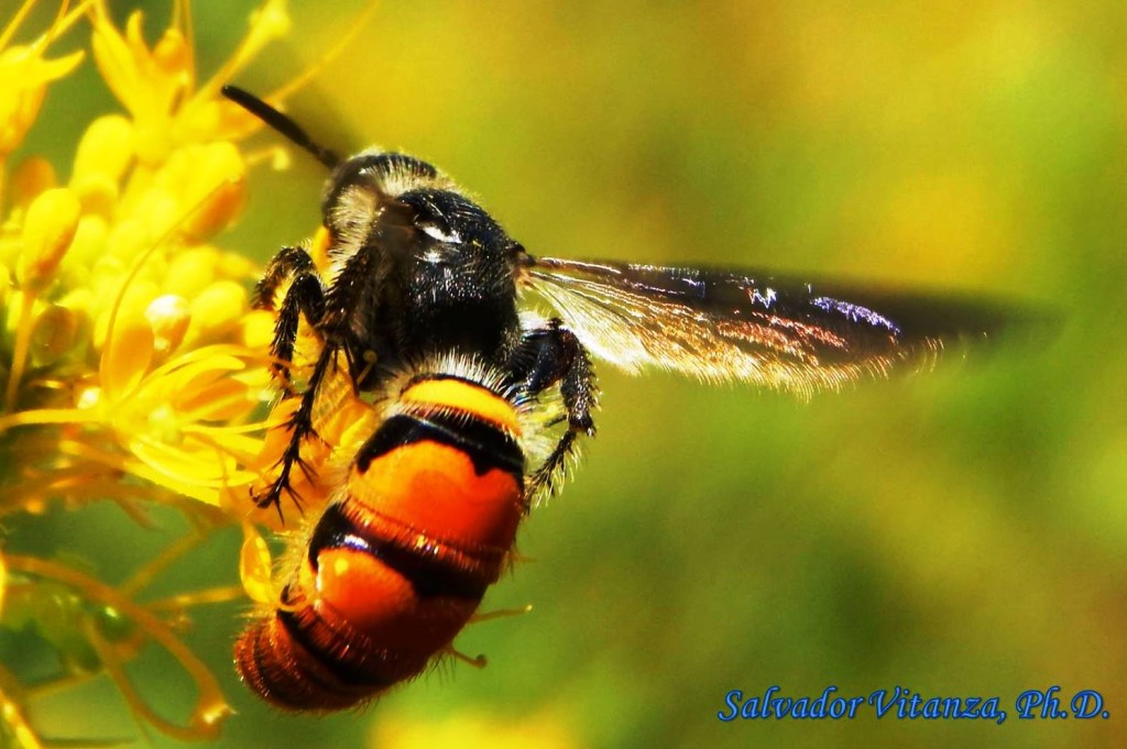 Hymenoptera-Scoliidae-Scoliid Wasp (B) - Urban Programs - El Paso County