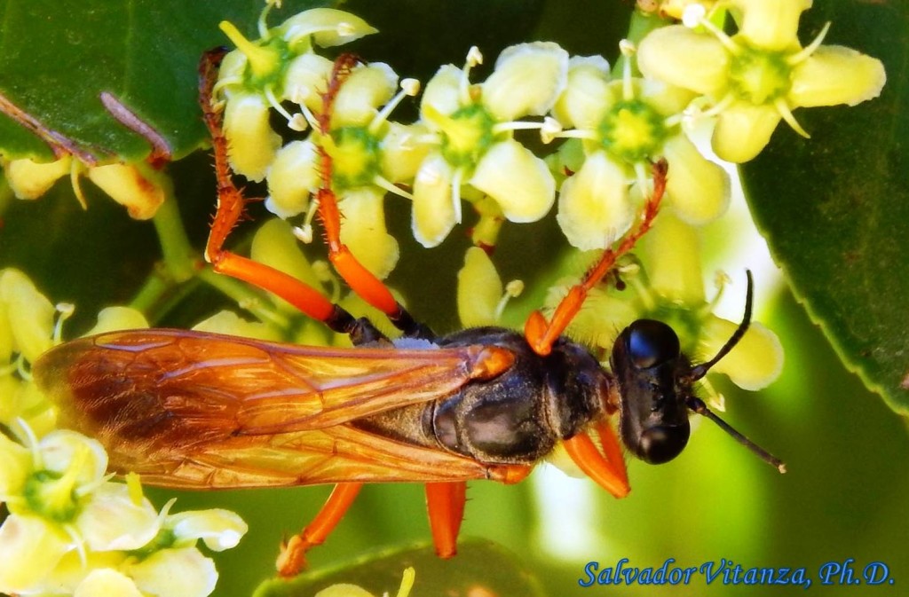 Hymenoptera-Sphecidae-Thread waisted wasp FEMALE (B) - Urban Programs ...