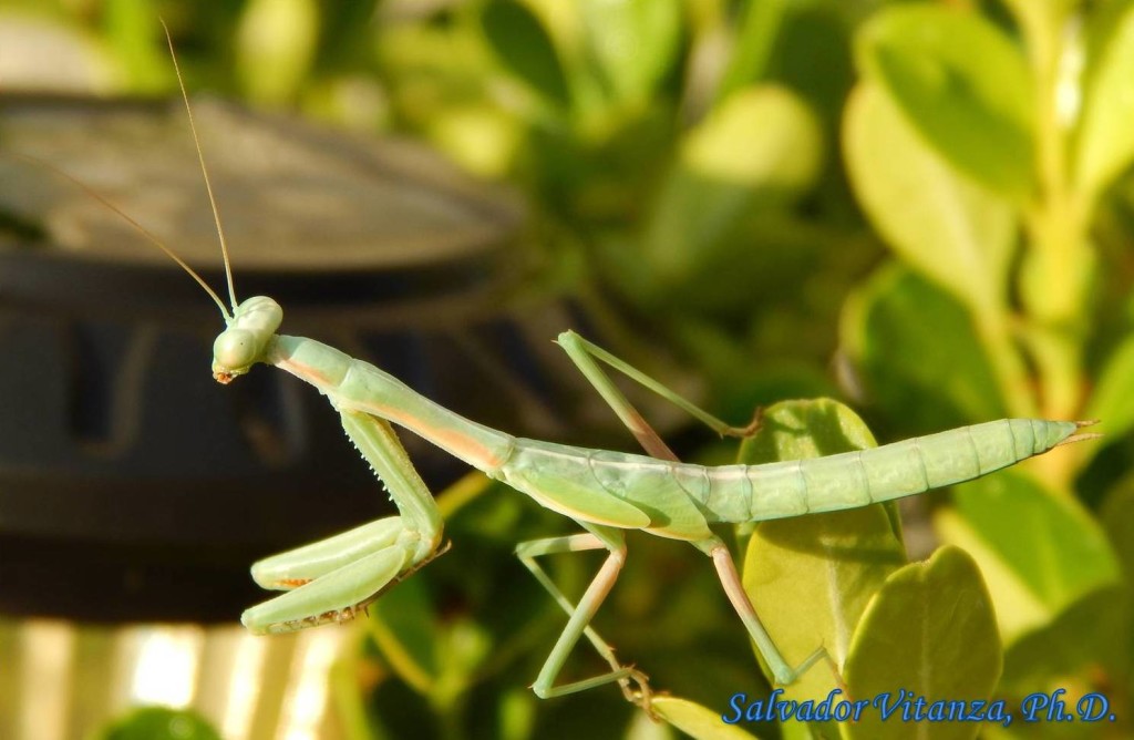 Mantodea-Tarachodidae-Iris Oratoria-Mediterranean Mantis (B) - Urban ...