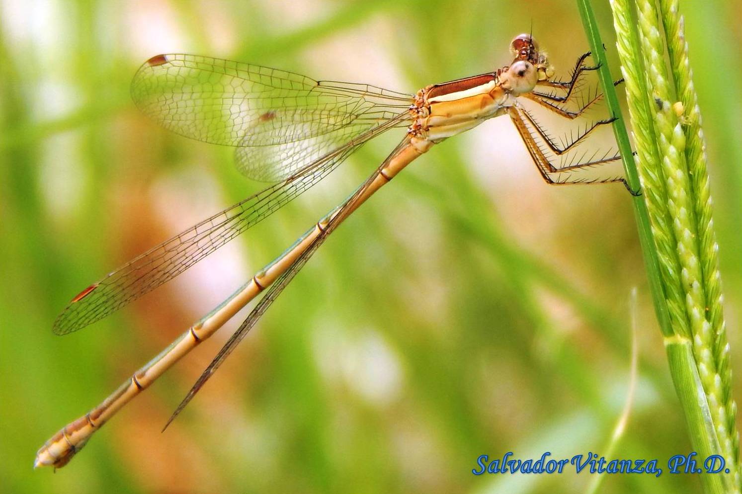 lestidae spreadwing