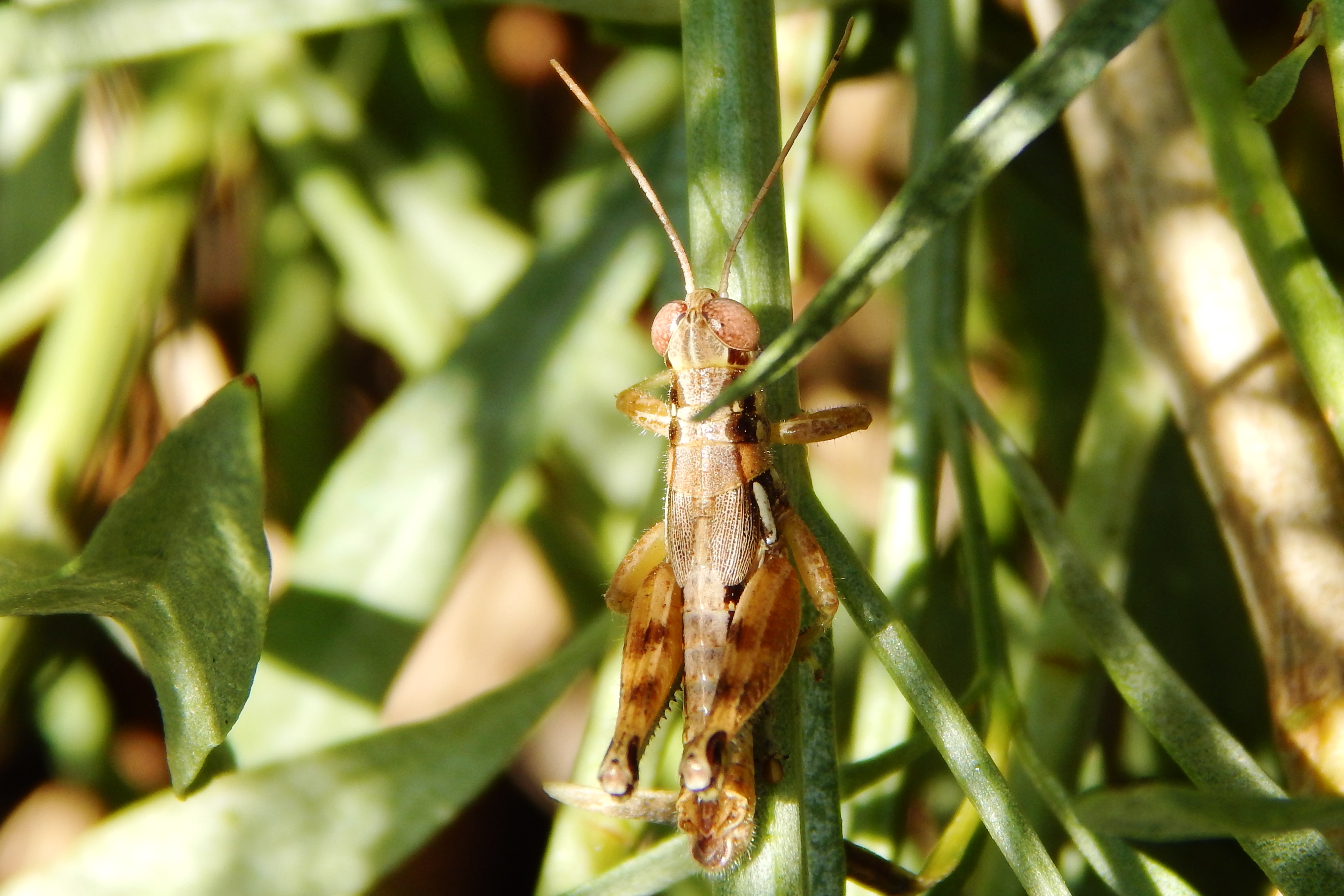 Orthoptera Acrididae Melanoplus Aridus Arid Lands Spur Throat Grasshopper 1 Urban Programs 5179