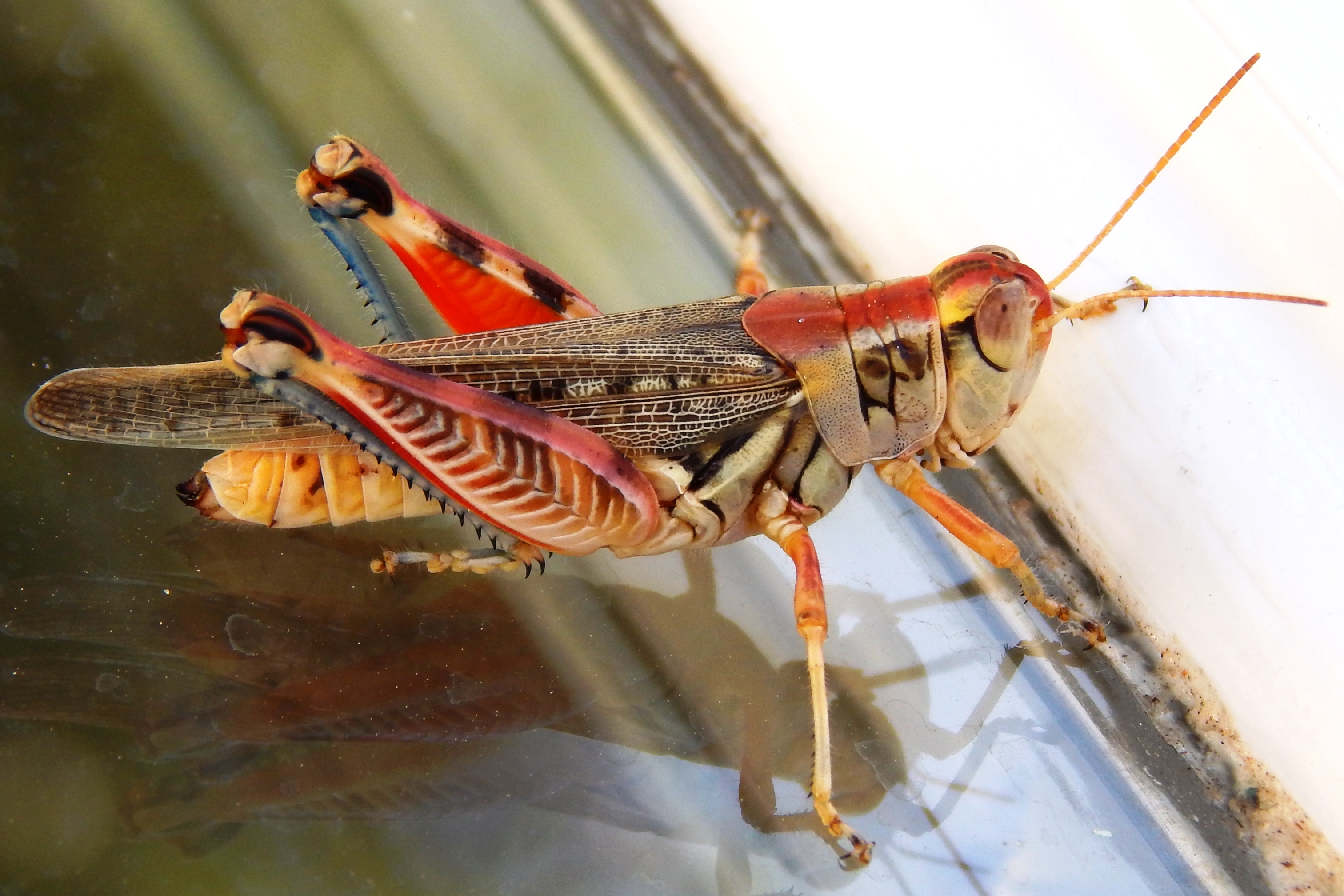 OrthopteraAcrididaeMelanoplus arizonaeArizona spur throat