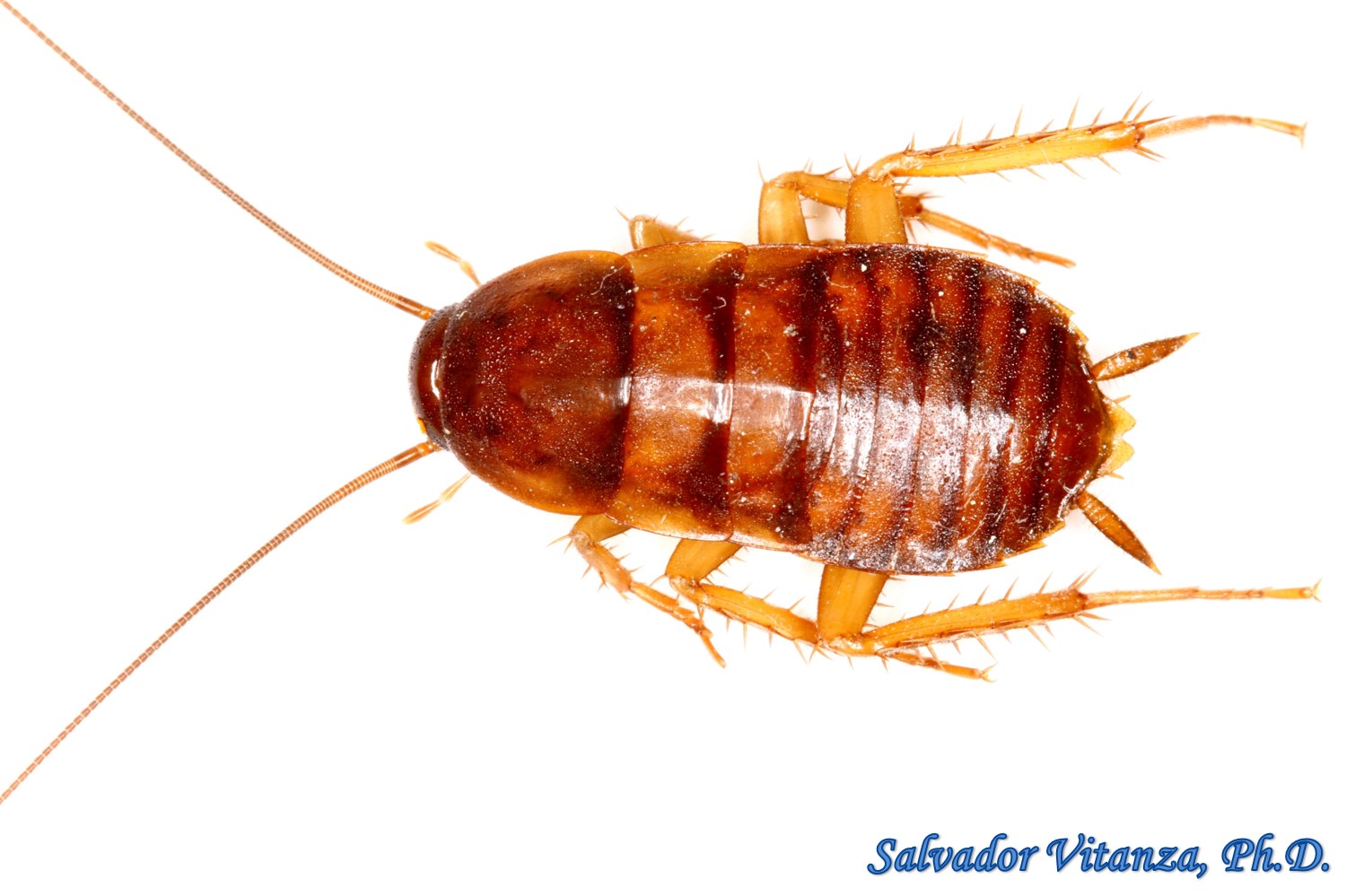 Blattodea Blattidae Periplaneta Americana American Cockroach Nymph B