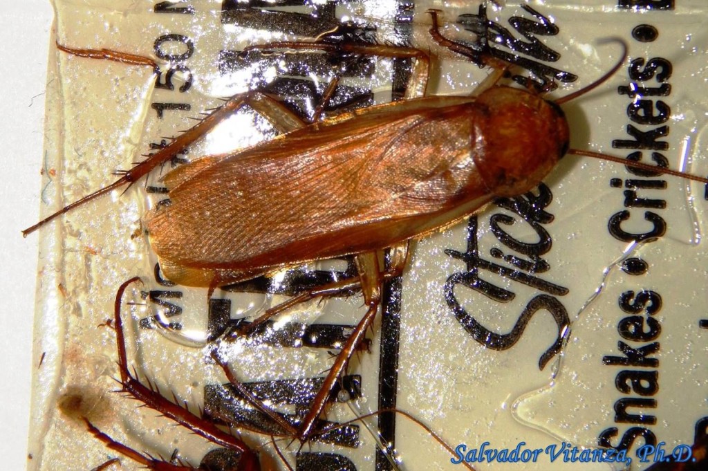 Blattodea-Blattidae-Shelfordella lateralis-Turkestan cockroach MALE (A ...