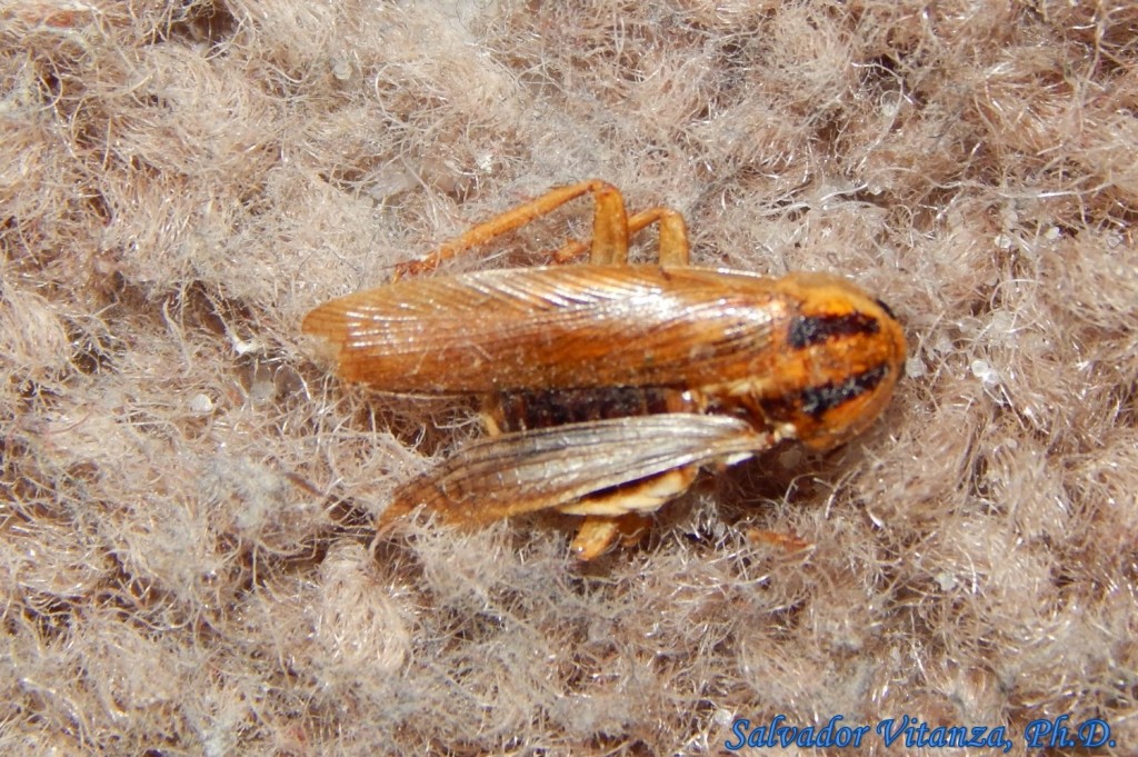 Blattodea-Ectobiidae-Blattella Germanica-German Cockroach (B) - Urban ...