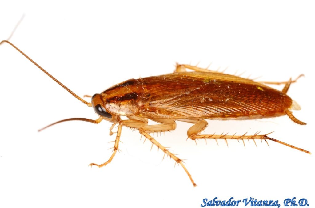 Blattodea-Ectobiidae-Blattella germanica-German Cockroach MALE (D ...