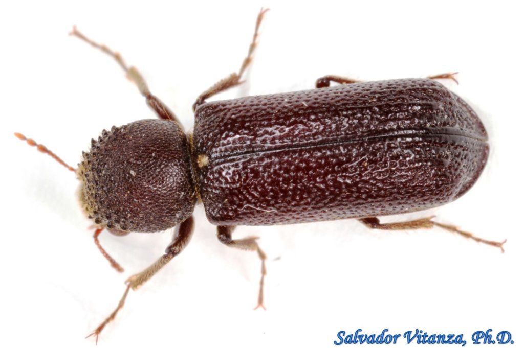 Coleoptera-Bostrichidae-Amphicerus-Horned Powderpost Beetles (B ...