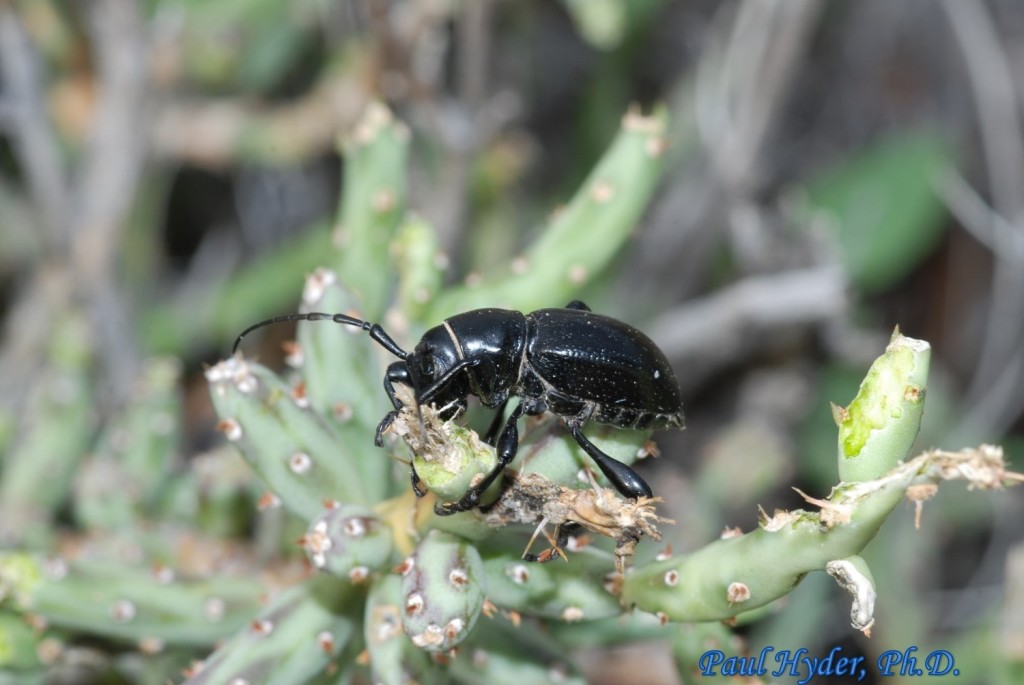 Coleoptera-Cerambycidae-Moneilema armatum-Cactus Long horned Beetles (C ...