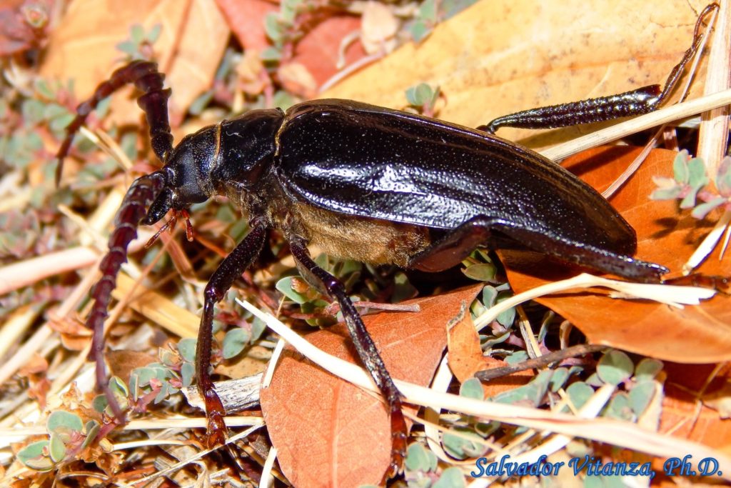 Coleoptera-Cerambycidae-Prionus Heroicus-Longhorn Beetles MALE (B ...