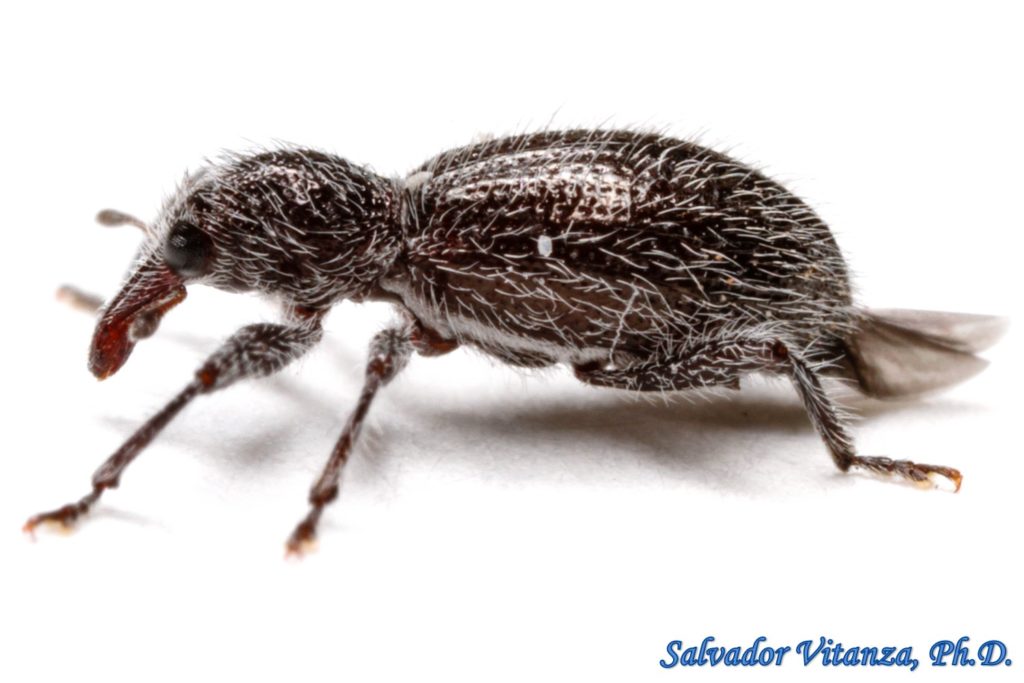 Coleoptera-Curculionidae-Myrmex Arizonicus-Antlike Weevils (B) - Urban ...